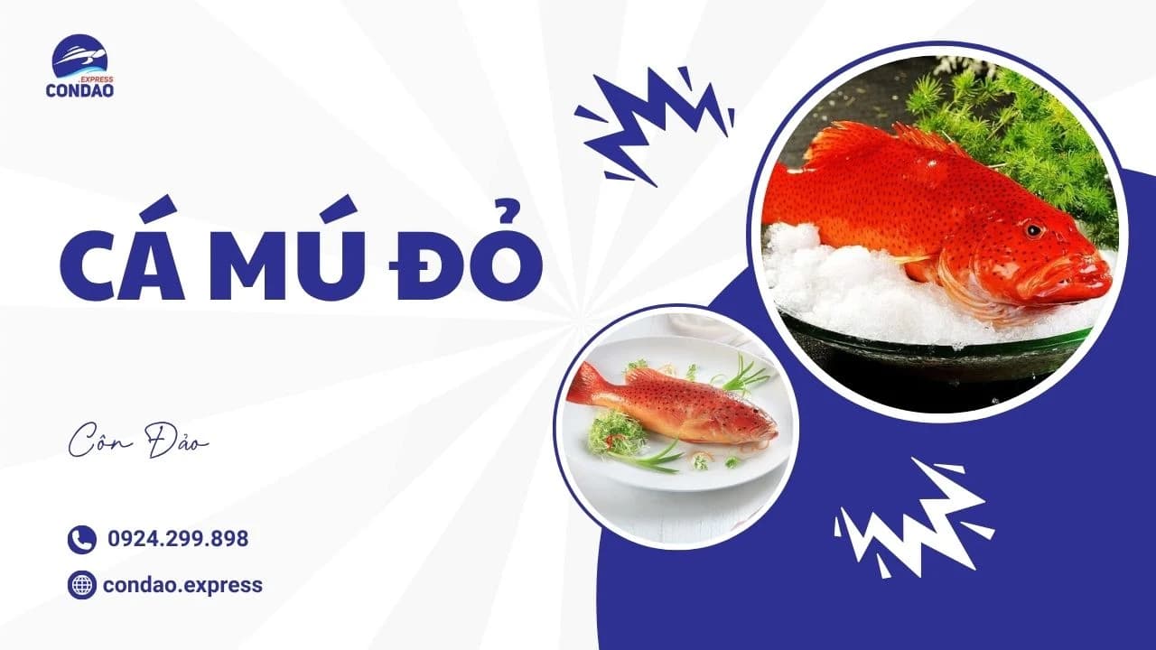Cá mú đỏ Côn Đảo có gì ngon? Kinh nghiệm mua cá mú đỏ 2026