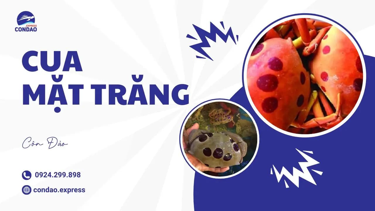 Cua mặt trăng – Đặc sản Côn Đảo nhất định phải thử 1 lần
