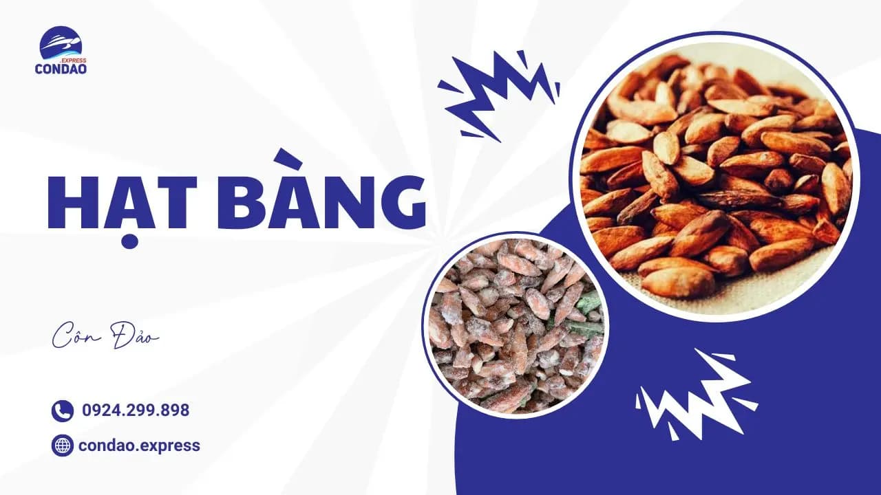 Hạt bàng Côn Đảo – Đặc sản làm quà khiến du khách mê mẩn