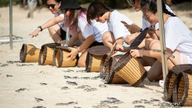 Hoạt động thả rùa con về biển