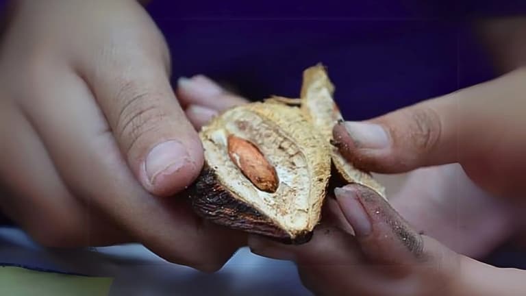 Tách hạt bàng Côn Đảo lấy nhân