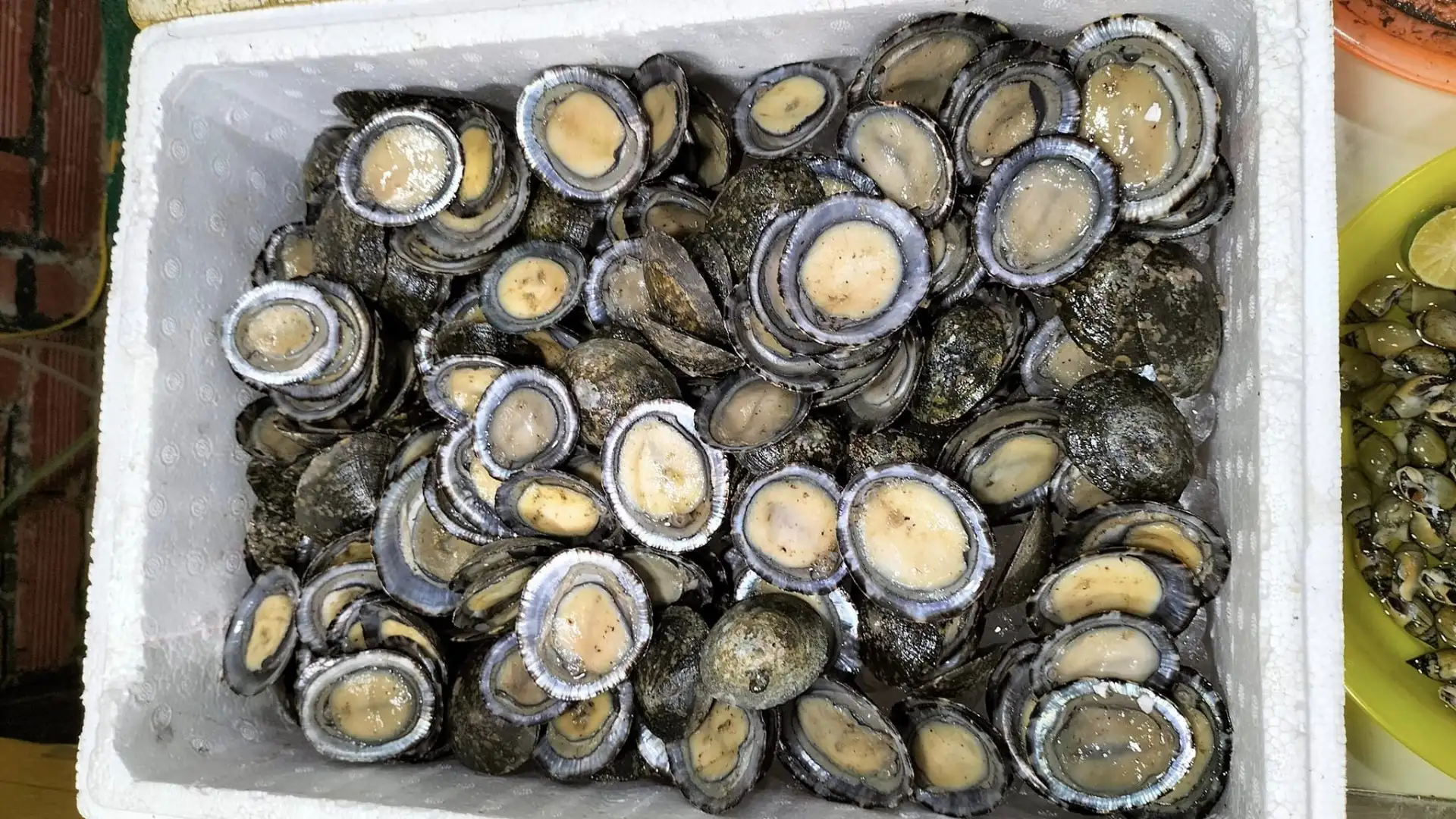 Chọn ốc vú nàng tươi ngon