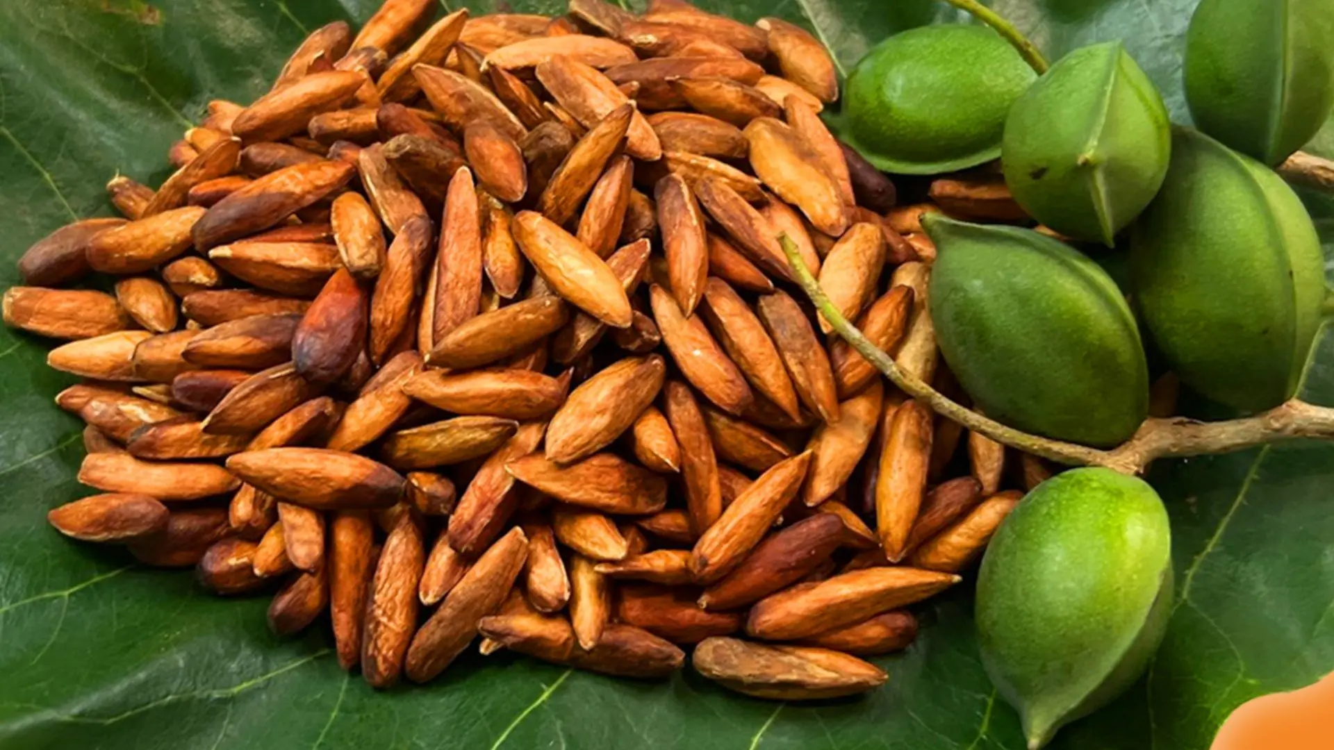 Hạt bàng Côn Đảo Côn Đảo Express