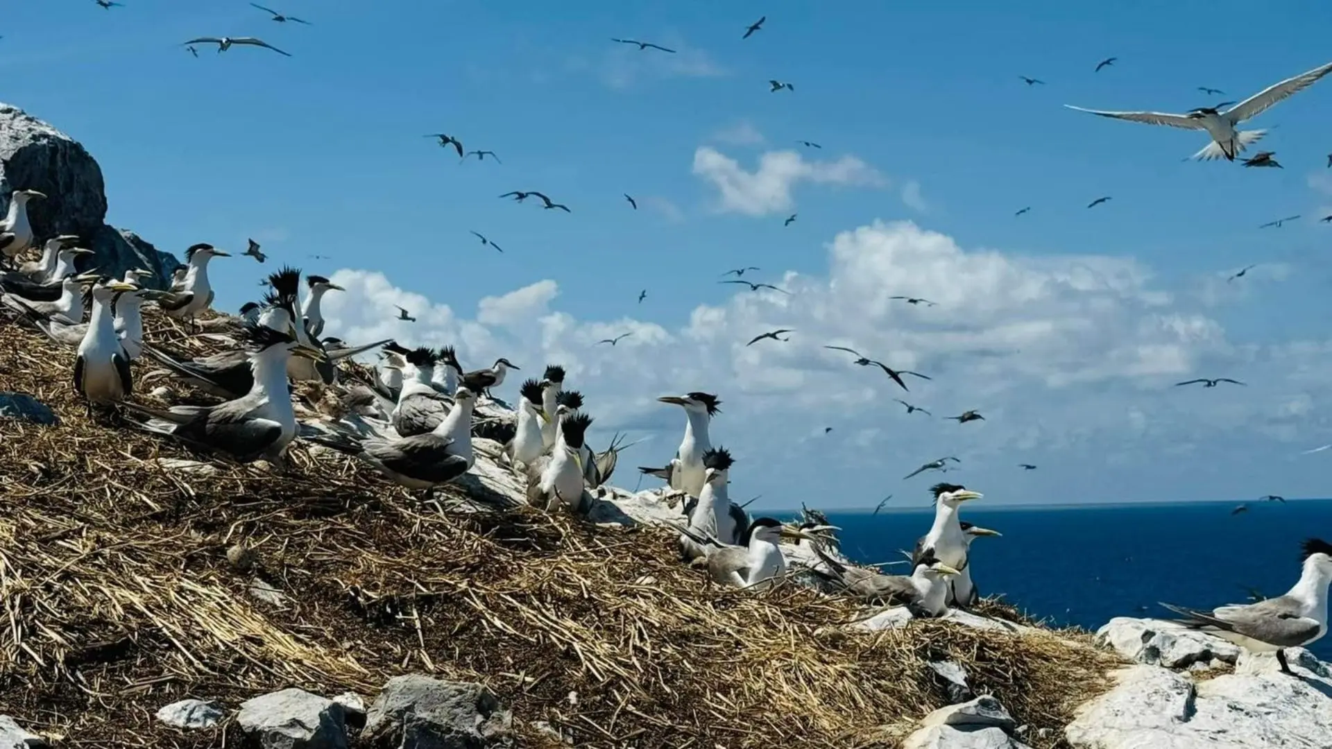 Hòn trứng Côn Đảo có hơn 80 loài chim sinh sống